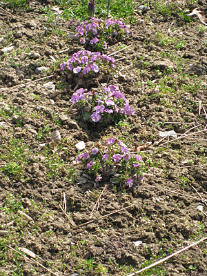 pansy unmulched